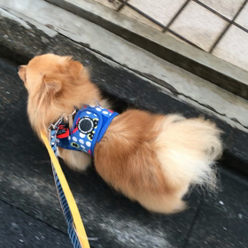 お散歩動画ですよん。の画像