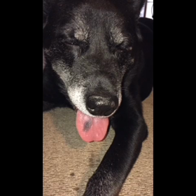 豪雨のあとのぉー、蒸し暑いさーの画像