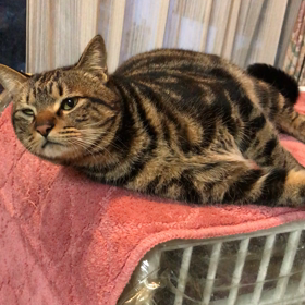 クネクネ 大吉の画像