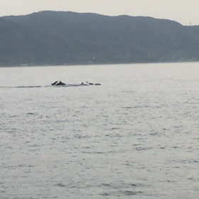 明石海峡にイルカの画像