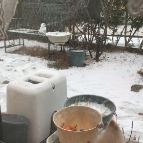 BTS・テテ「SnowFlower」と我家のアホ犬との奇跡のコラボ…ア-ミ-怒らないでねの画像