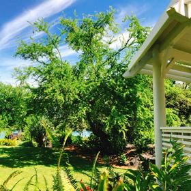 Sheraton Kona Resort & Spaの画像