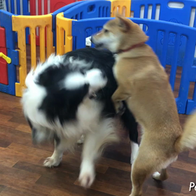   なつちゃん＆ピースの画像