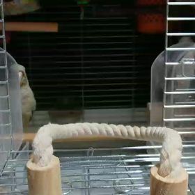 飛び出すりんちゃんの画像