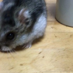 ドアップりんの画像