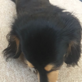 カミカミめめたんの画像