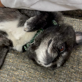 癒やし犬の画像