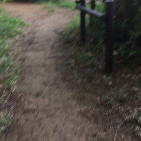 森林浴の動画4の画像