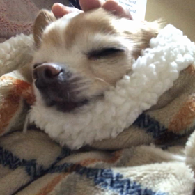 犬しか信じられんの画像