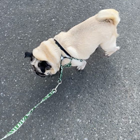 お散歩快調(^^)の画像