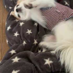 ”パピーのりん”の画像