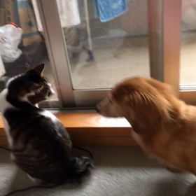 テレビの話(納豆)、散歩、今朝の2人動画。の画像