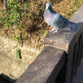 初鳩くんの画像