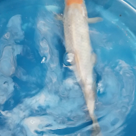 黄葉丹頂の画像