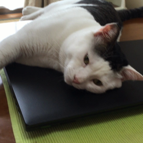 パソコンが枕やでー。の画像