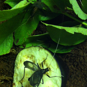 泣き声(^з^)-☆の画像