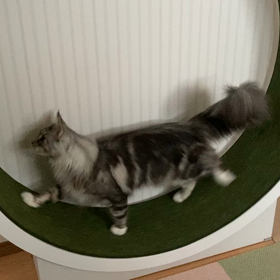 キャットホイールの画像