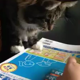 〜ダヤン‼︎そこは駄目…。〜の画像