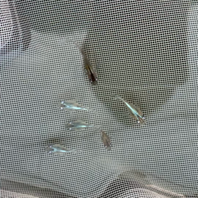 掬ってみましたの画像