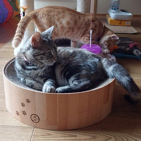 花と竜　４９の画像