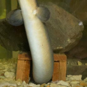 主人のペットうなぎさんの画像