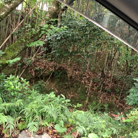 猿！！発見！  ちなみに映像の声は母ちゃんですの画像