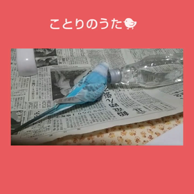 インコが歌うことりの歌の画像