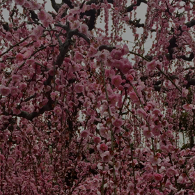 嬉しくなって  枝垂れ梅のスライドショーの画像