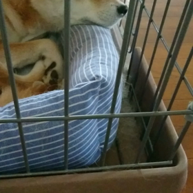 実家の柴犬。の画像