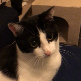 持ってこいの画像