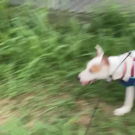 あささんぽの画像