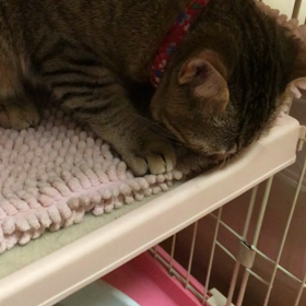 おっぱい もっと欲しかった。の画像