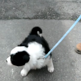 オセロの初散歩の画像