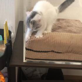 モミモミの画像