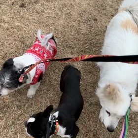 2月15日9わんこと2時間遠足　　代々木公園の画像