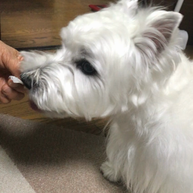 ハミガキ後の楽しみの画像