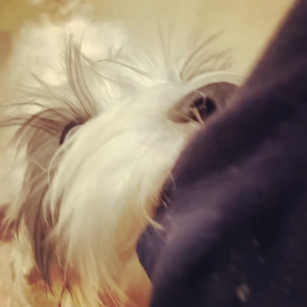 痛いし重いし噛まれるし♪の画像