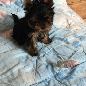 かわいい キッス！の画像