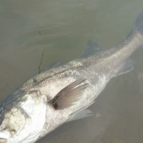 リリース動画の画像