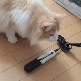 ビックリすると跳ぶんだよの画像