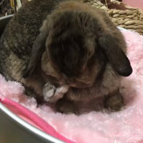 たまにはごゆるりとの画像