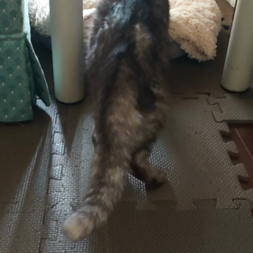 歩く喜びの画像