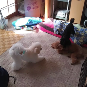 じゃれあう二匹の画像