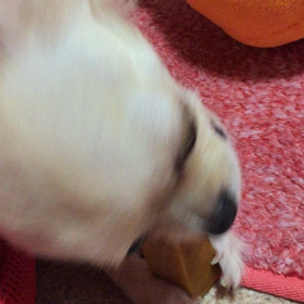 ﾋﾏﾁｰloveの画像