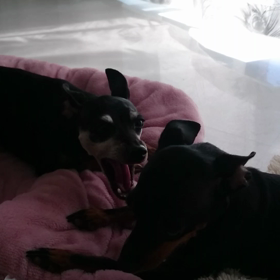 今日も仲良しの画像