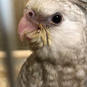 ピピとおはようございます(^^)の画像