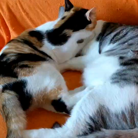 今日のリリとココの画像