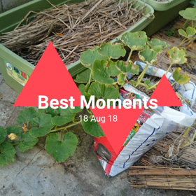 続カボチャの観察の画像