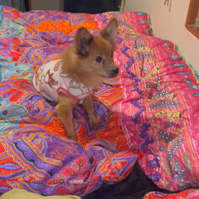 お眠ちゃんの画像