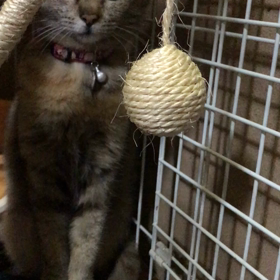 子猫のご飯を横目にの画像